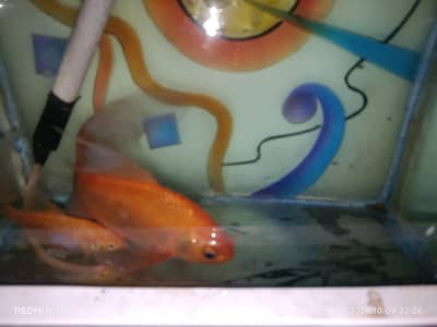 Aquarium for Sale with 2 Golden Fish, Medicines & Air Pump
