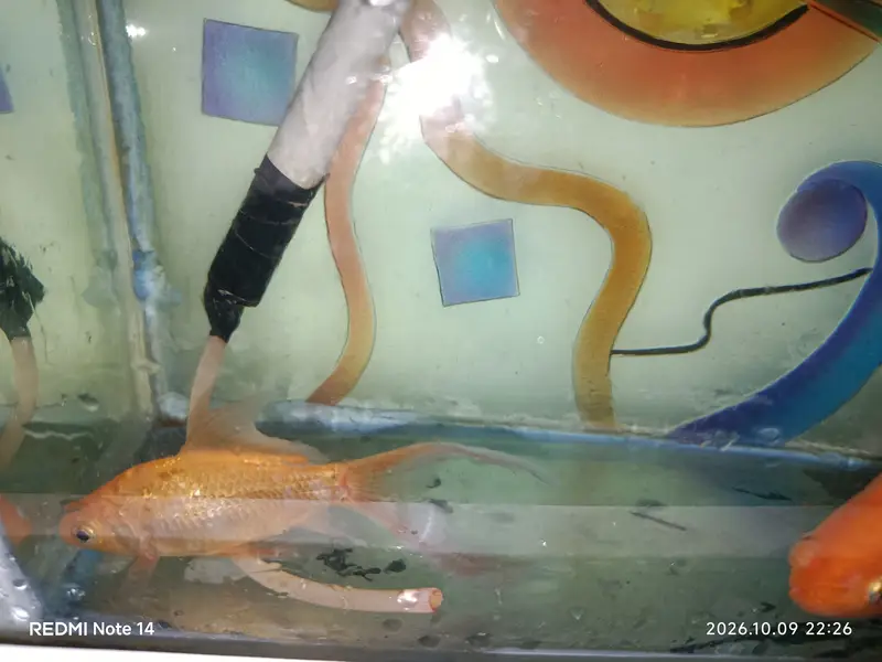 Aquarium for Sale with 2 Golden Fish, Medicines & Air Pump — photo 2