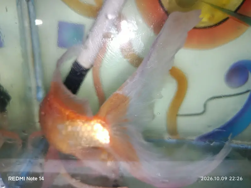 Aquarium for Sale with 2 Golden Fish, Medicines & Air Pump — photo 3
