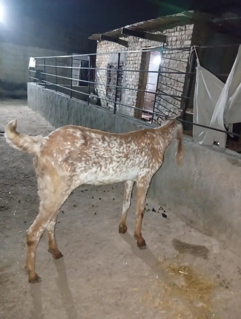 ماکھی چینی نسل کی بکری فار سیل 4دانت Female goat For sale