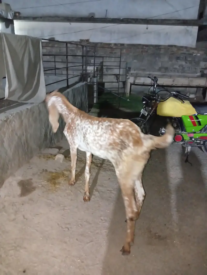 ماکھی چینی نسل کی بکری فار سیل 4دانت Female goat For sale — photo 2