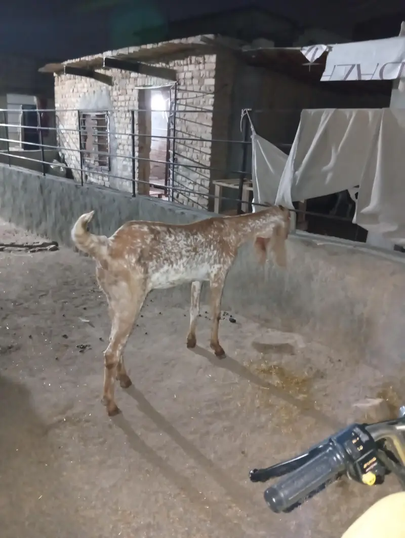 ماکھی چینی نسل کی بکری فار سیل 4دانت Female goat For sale — photo 3