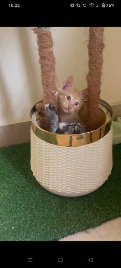 kittens