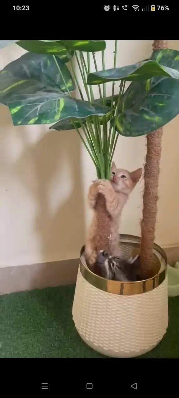 kittens — photo 2