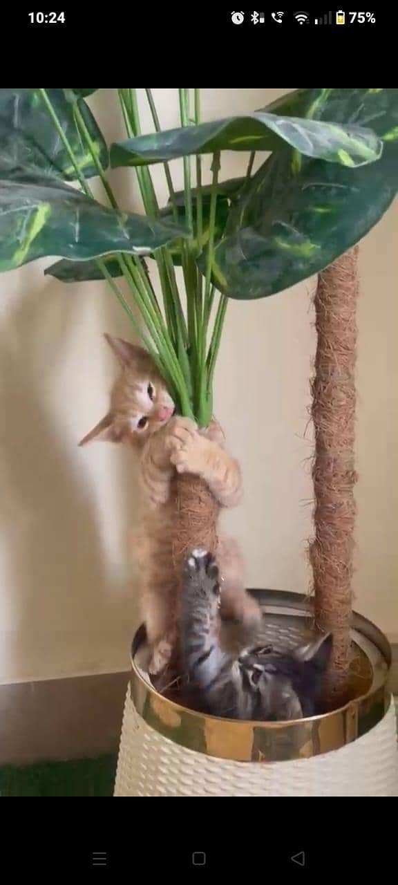 kittens 2