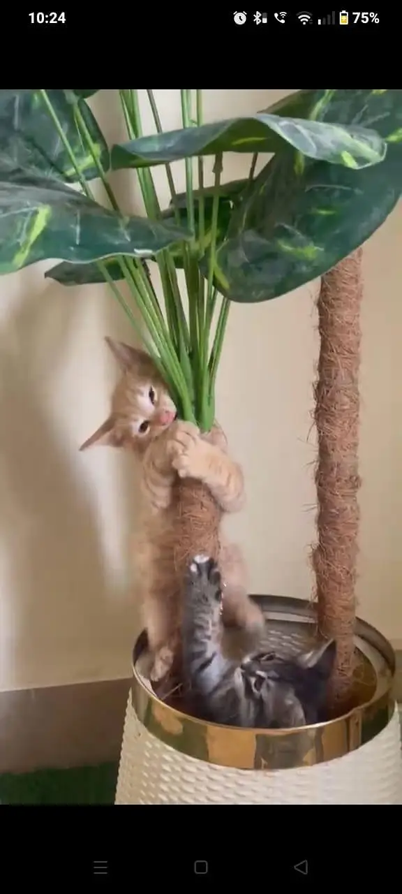 kittens — photo 3