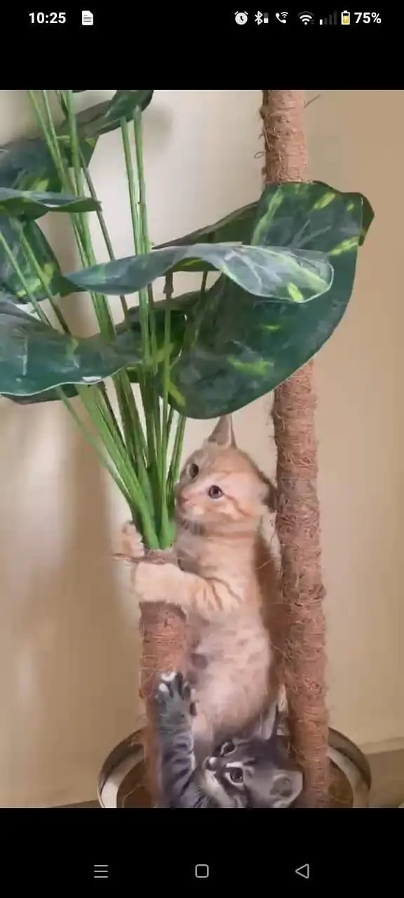 kittens — photo 4