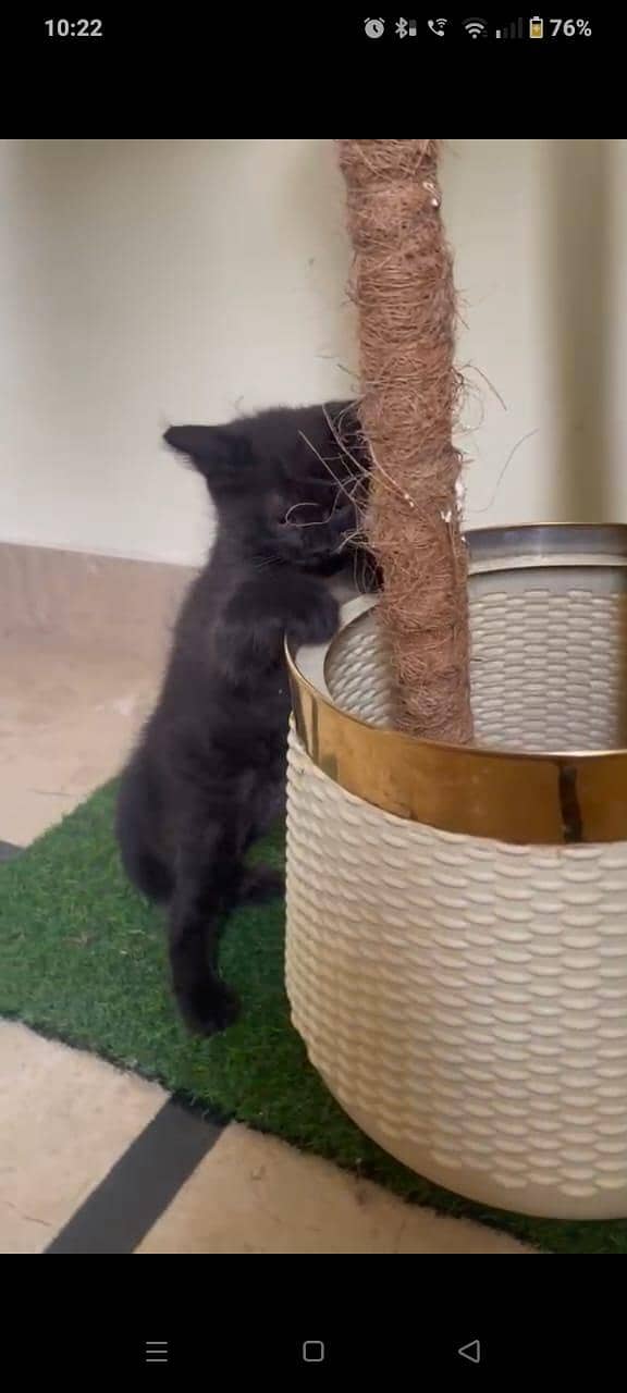 kittens 4