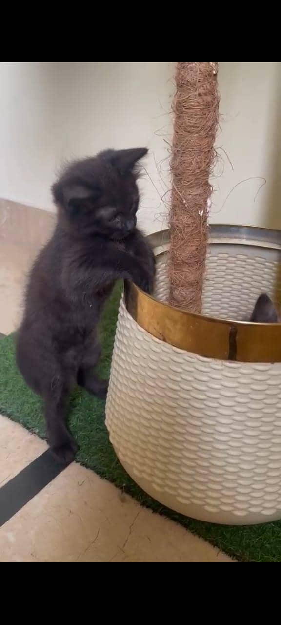 kittens 6
