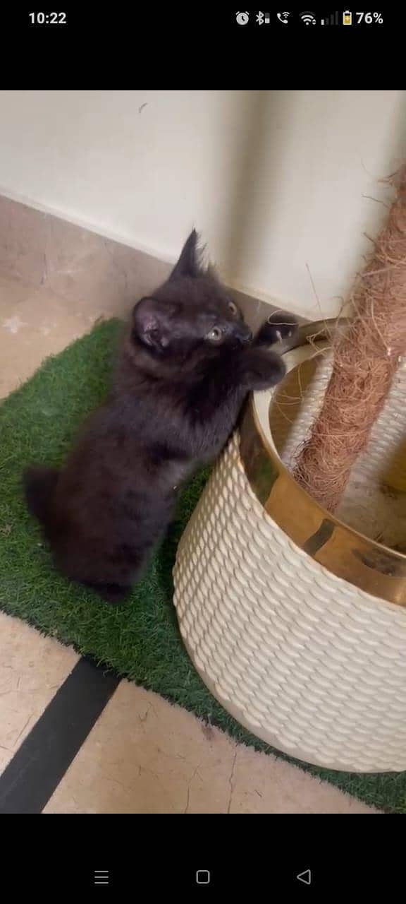 kittens 7