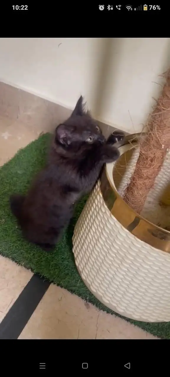 kittens — photo 8