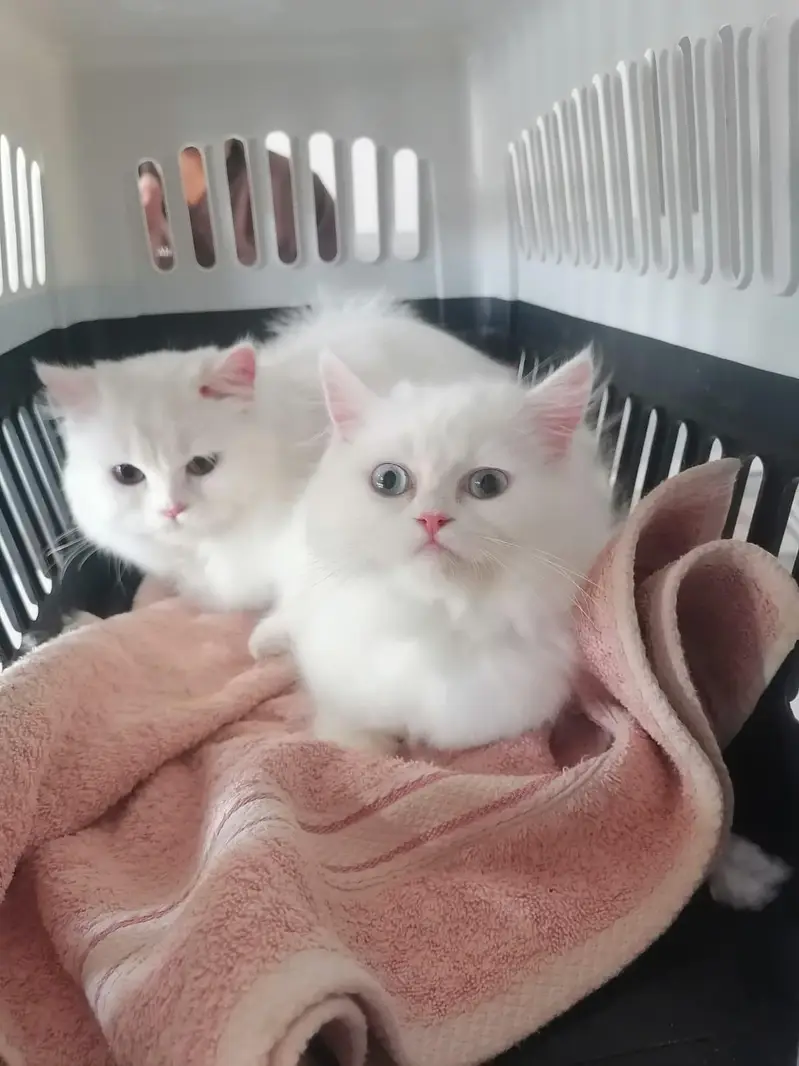 2 Persian Female Cats