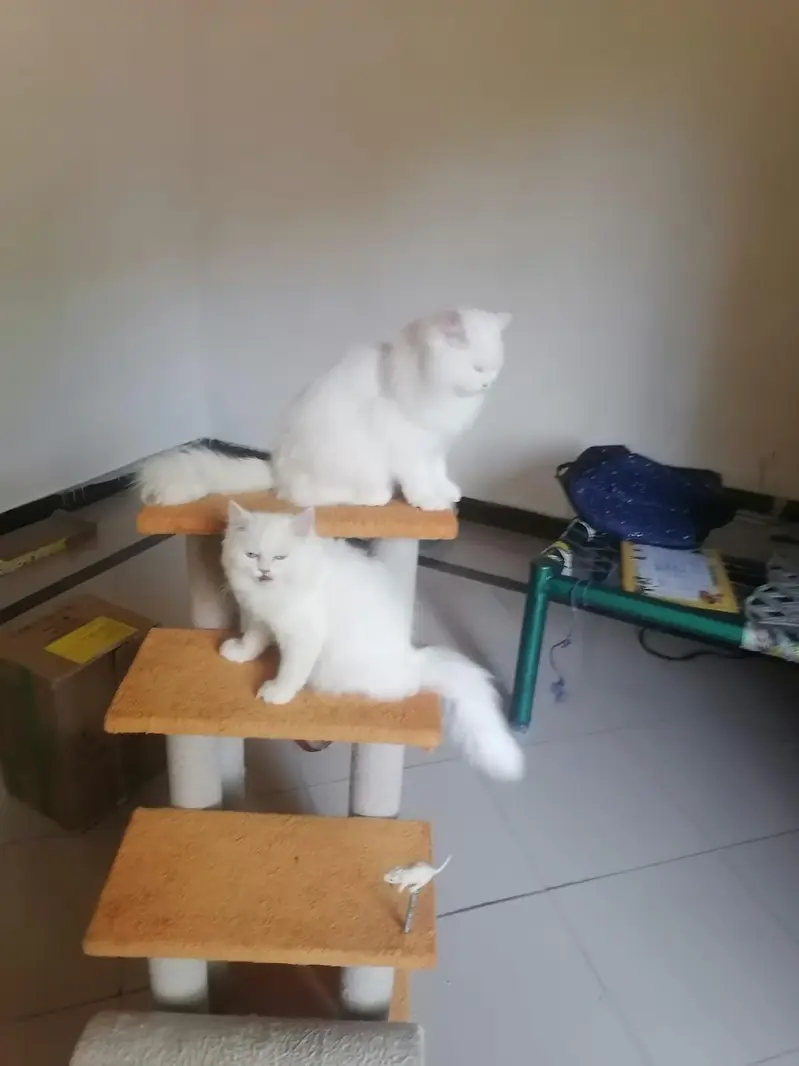 2 Persian Female Cats — photo 2