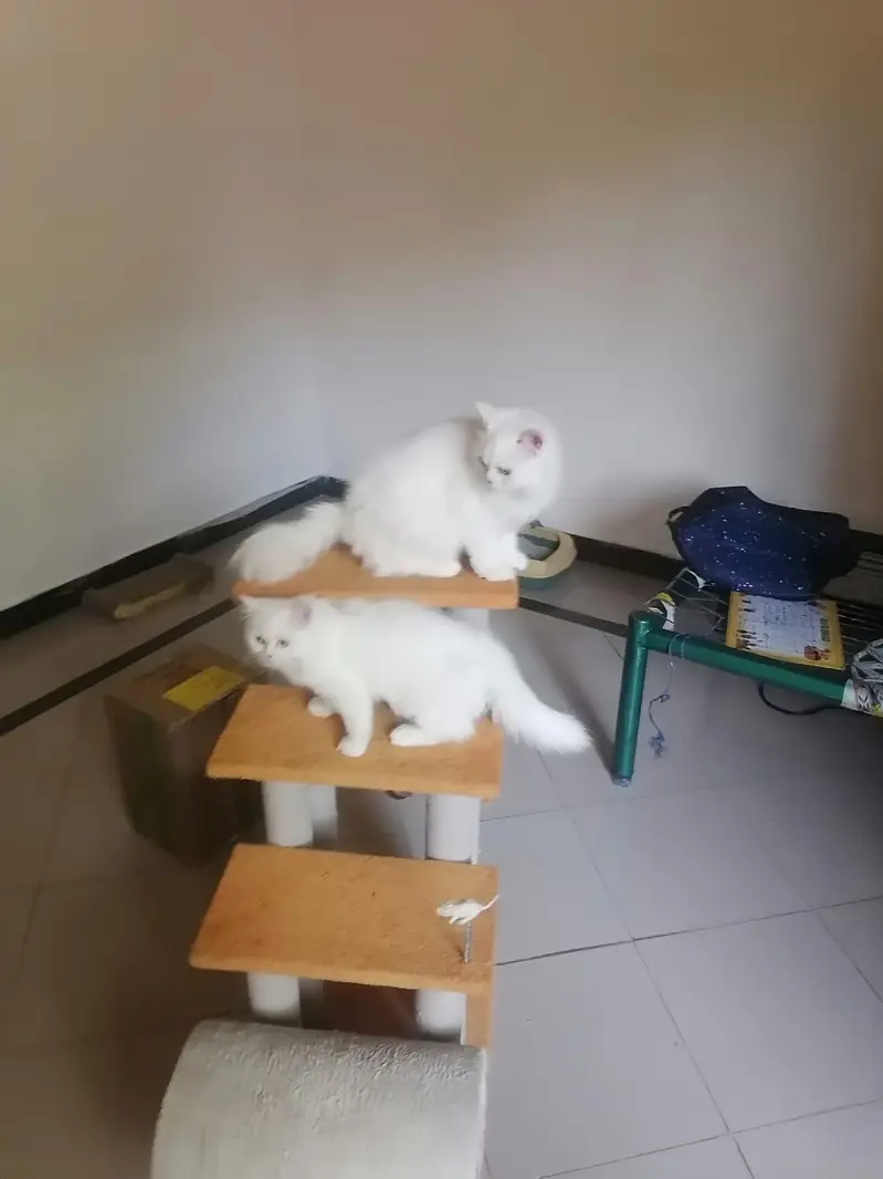 2 Persian Female Cats — photo 3