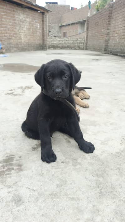Black Labrador Puppy