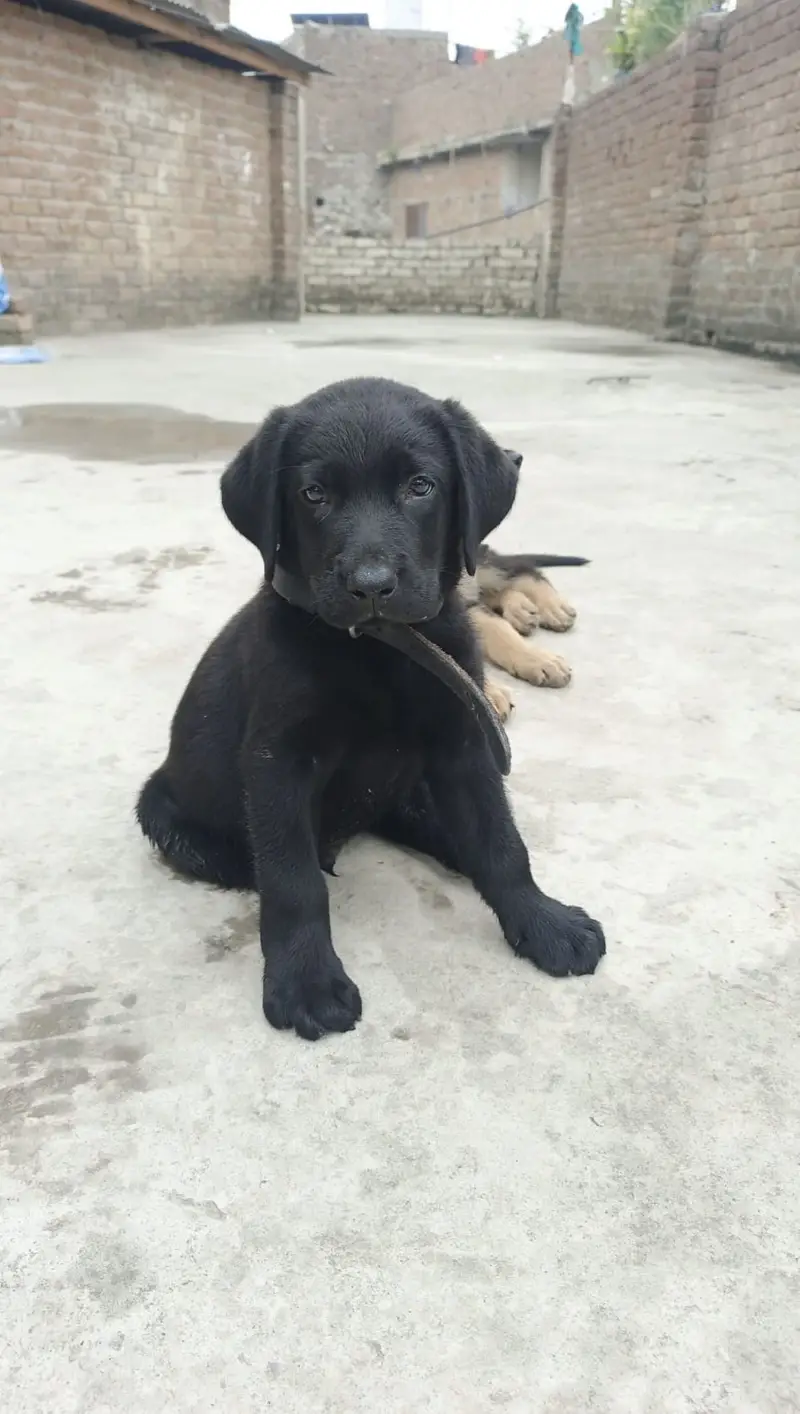 Black Labrador Puppy