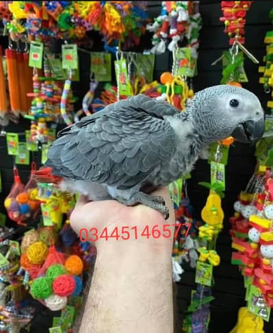 African Grey Parrot chicks for sale0344%5146%577