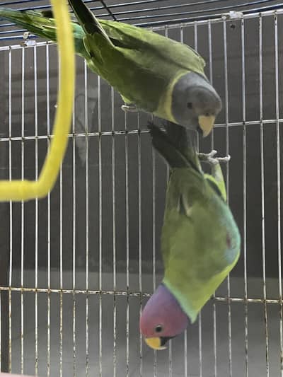 Plumheaded Parakeets