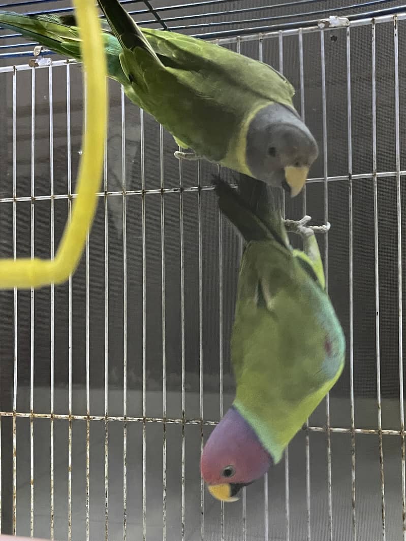Plumheaded Parakeets 0