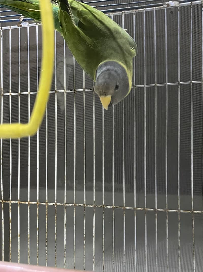 Plumheaded Parakeets 1