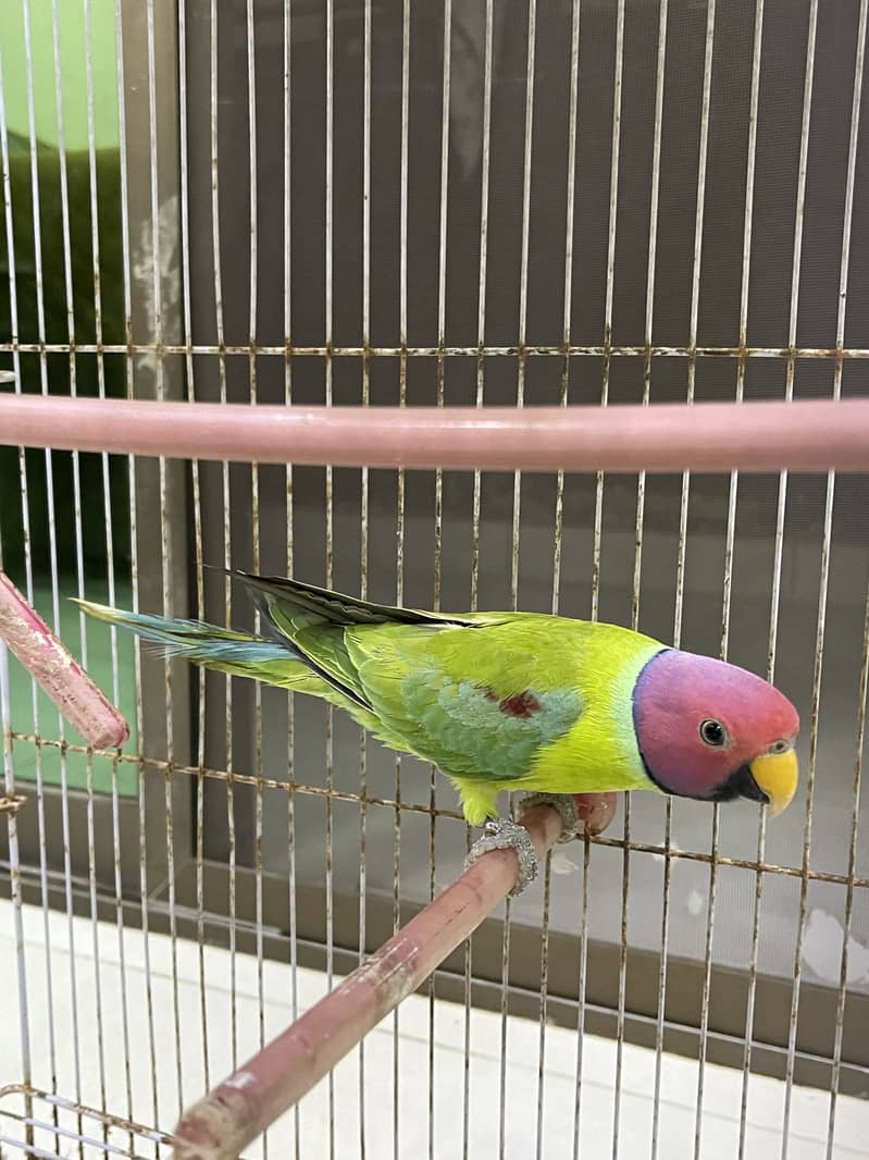 Plumheaded Parakeets 2