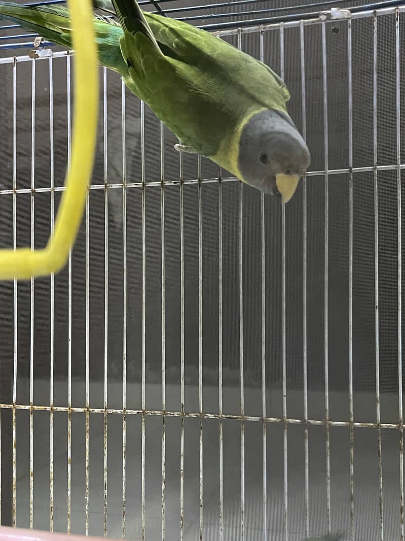 Plumheaded Parakeets 3