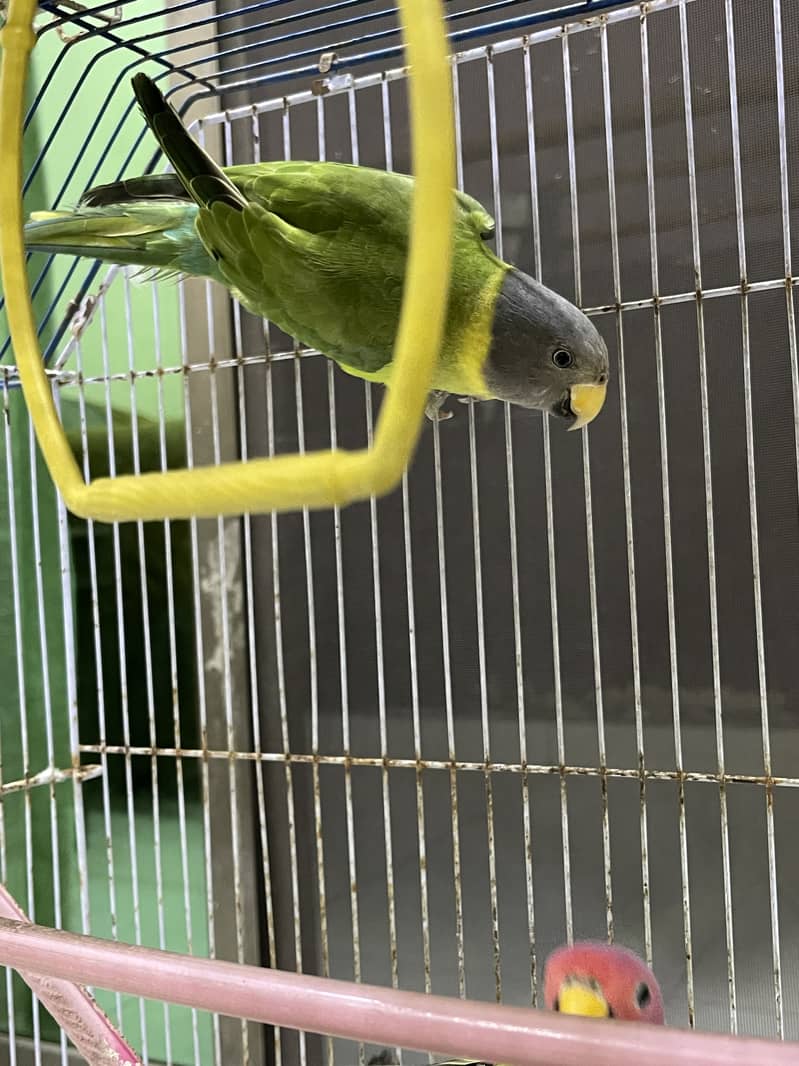 Plumheaded Parakeets 4