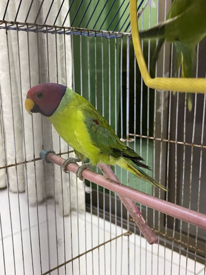 Plumheaded Parakeets 5