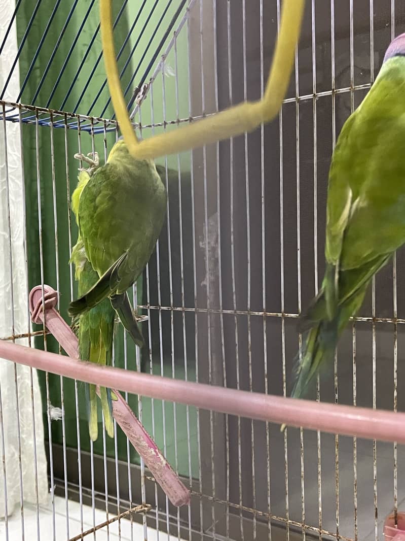 Plumheaded Parakeets 6