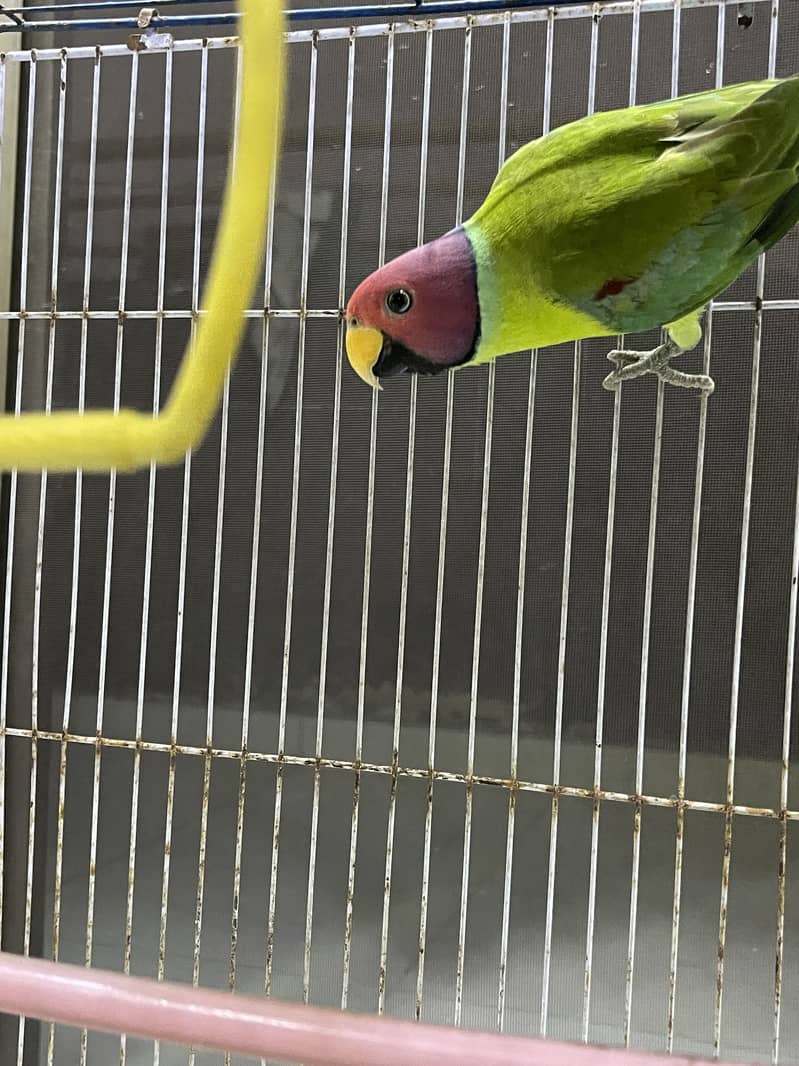 Plumheaded Parakeets 7
