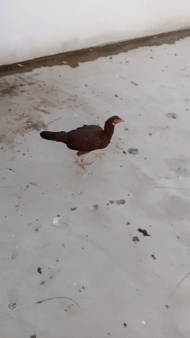 Sindhi Aseel Murghay aur Murgiyan for Sale & Best Price — photo 2