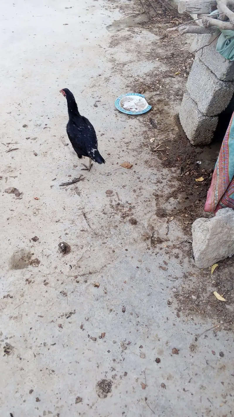 Sindhi Aseel Murghay aur Murgiyan for Sale & Best Price — photo 5