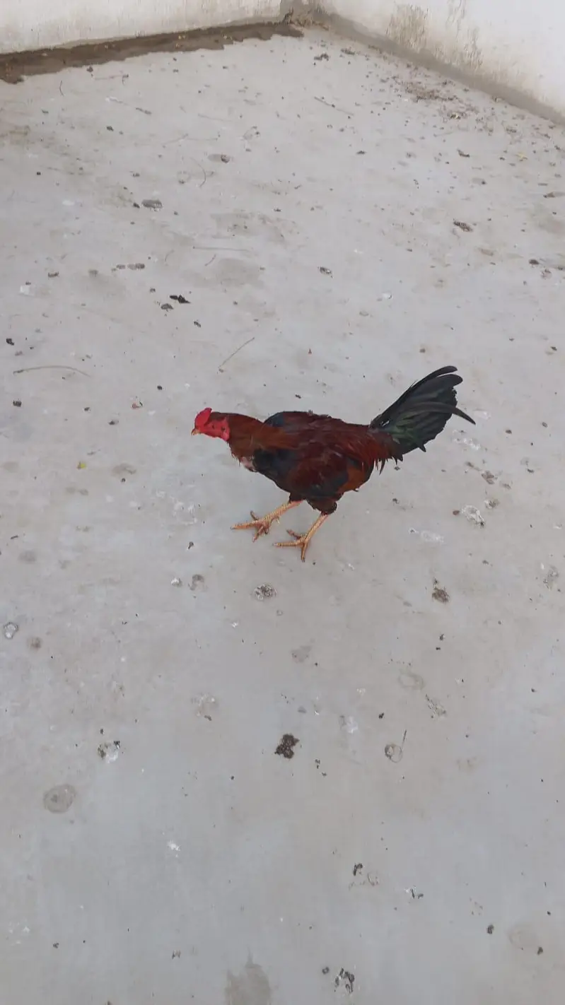 Sindhi Aseel Murghay aur Murgiyan for Sale & Best Price — photo 7