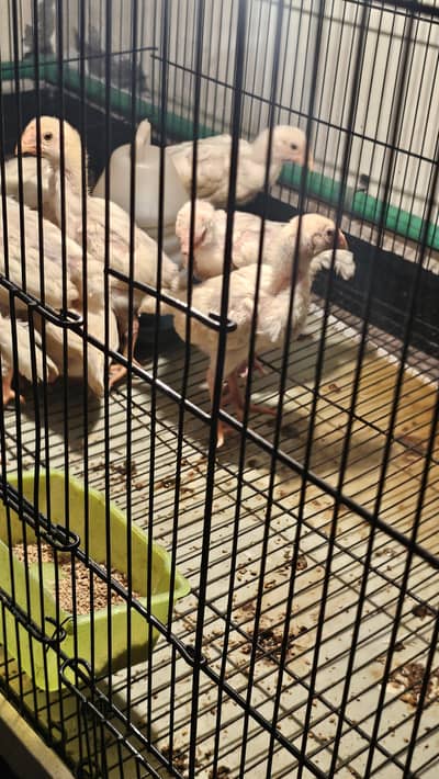 shamo baby chick