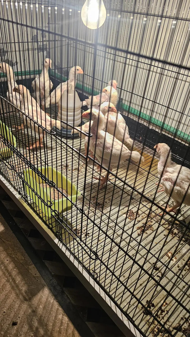 shamo baby chick — photo 2