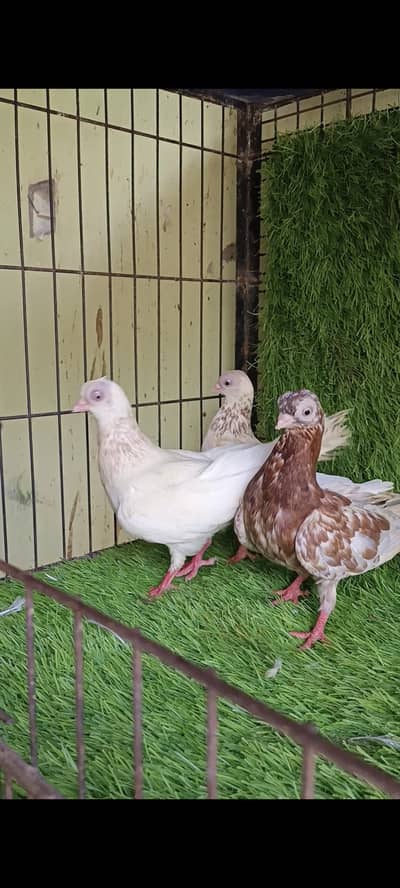 Budaface 3 female