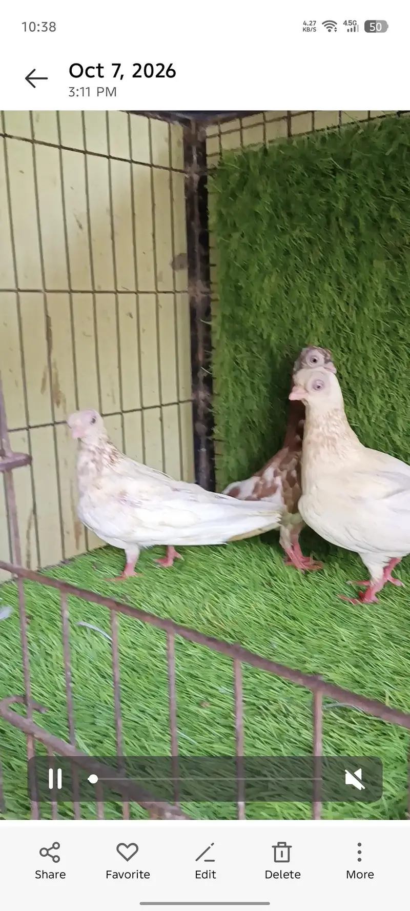 Budaface 3 female — photo 3