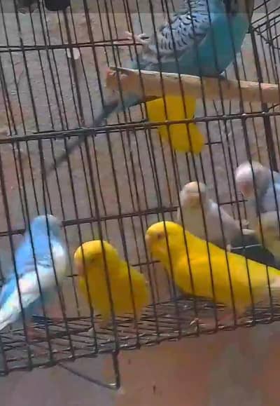 budgies / tcb/ white / parrot / tota