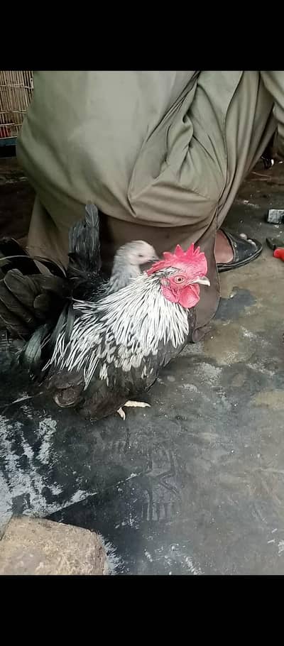 Japanese bantam hens