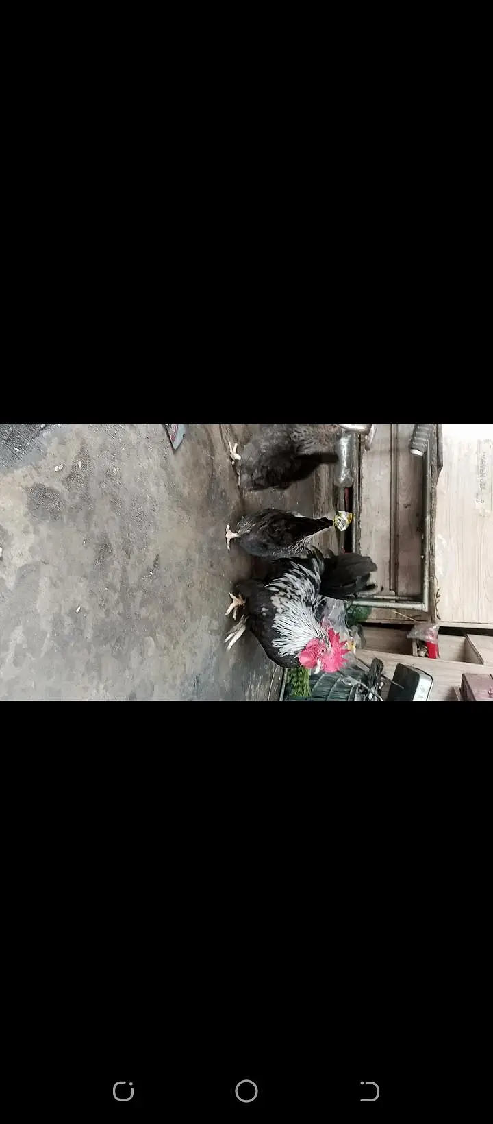 Japanese bantam hens — photo 2