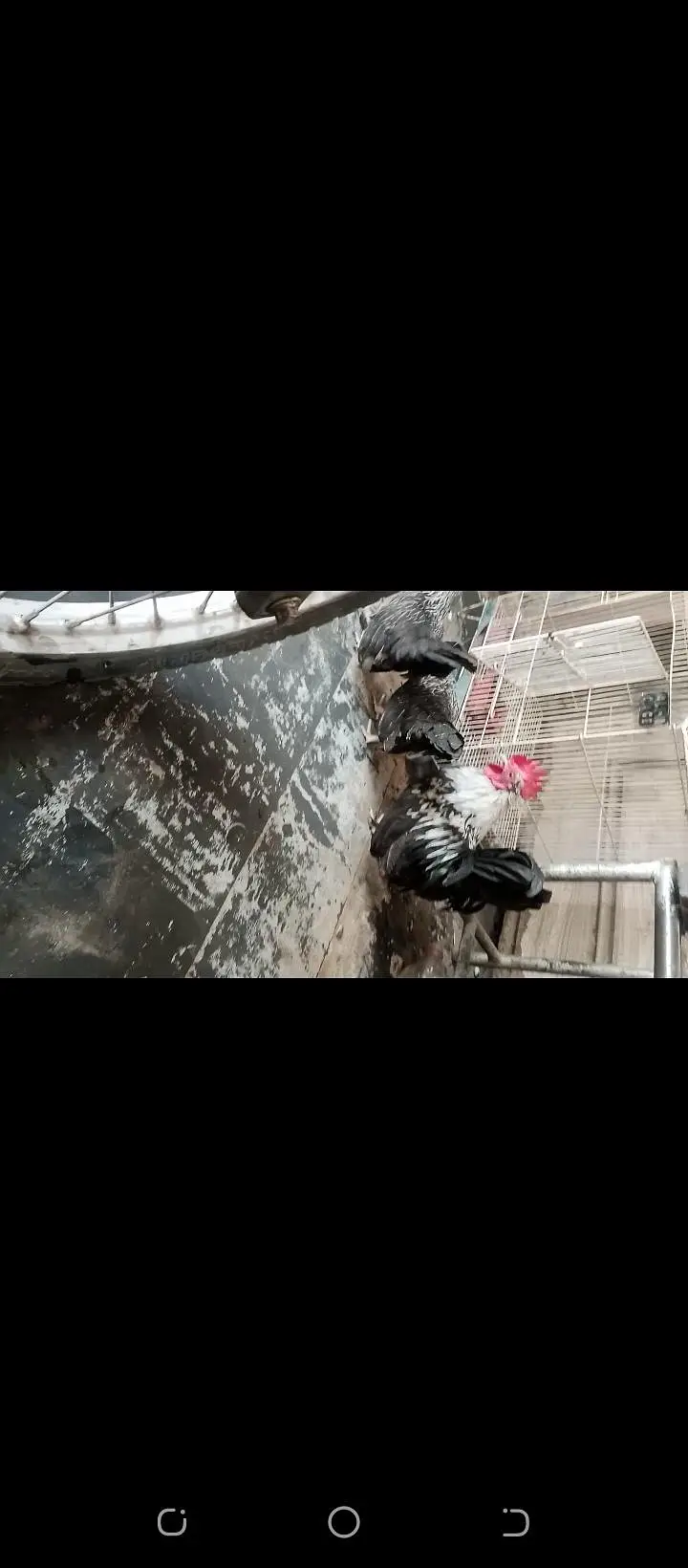 Japanese bantam hens — photo 3