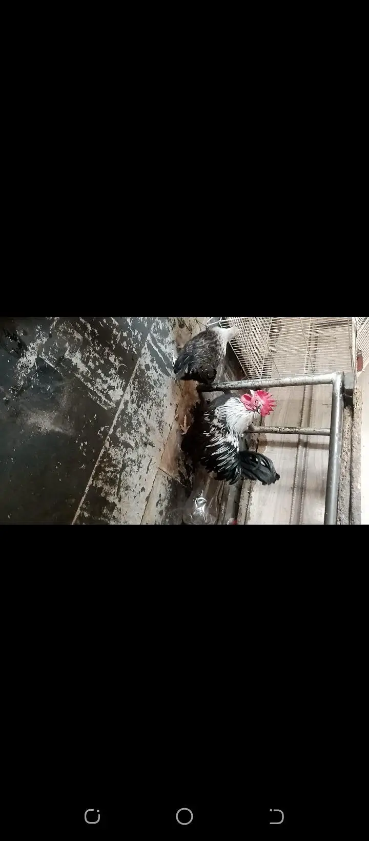 Japanese bantam hens — photo 4