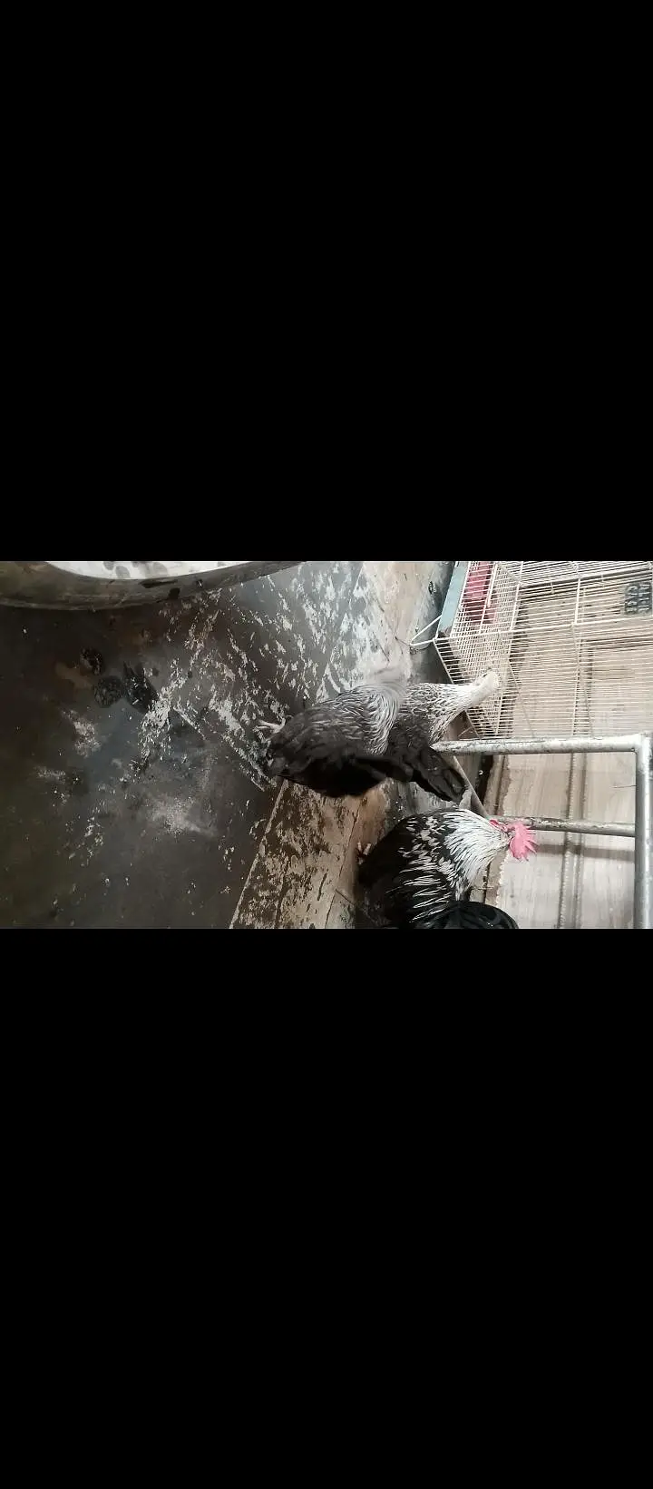 Japanese bantam hens — photo 5