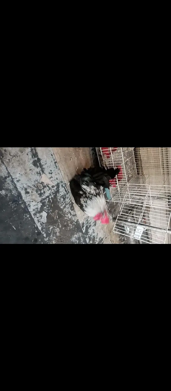 Japanese bantam hens — photo 6