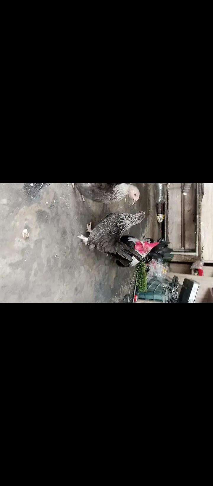 Japanese bantam hens — photo 7