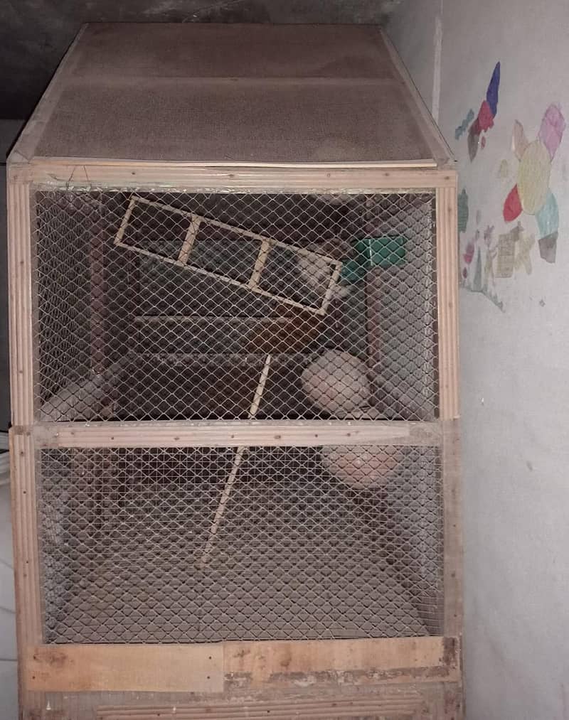 pijra 1