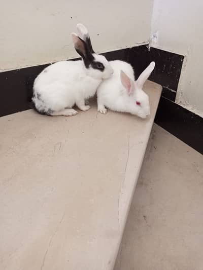 Rabbit Breeder Pair