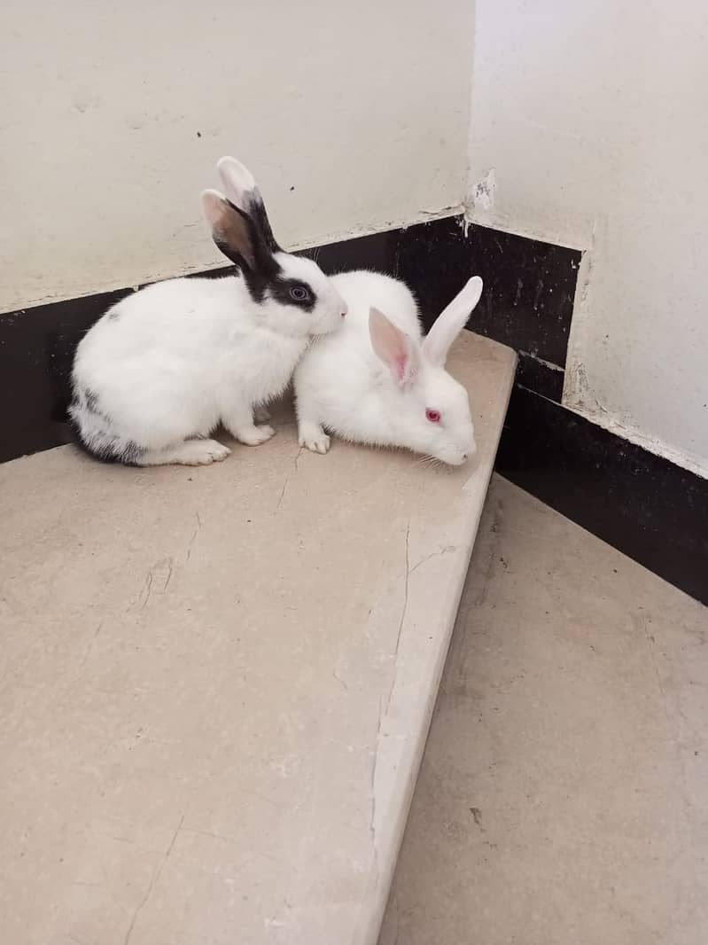 Rabbit Breeder Pair 1