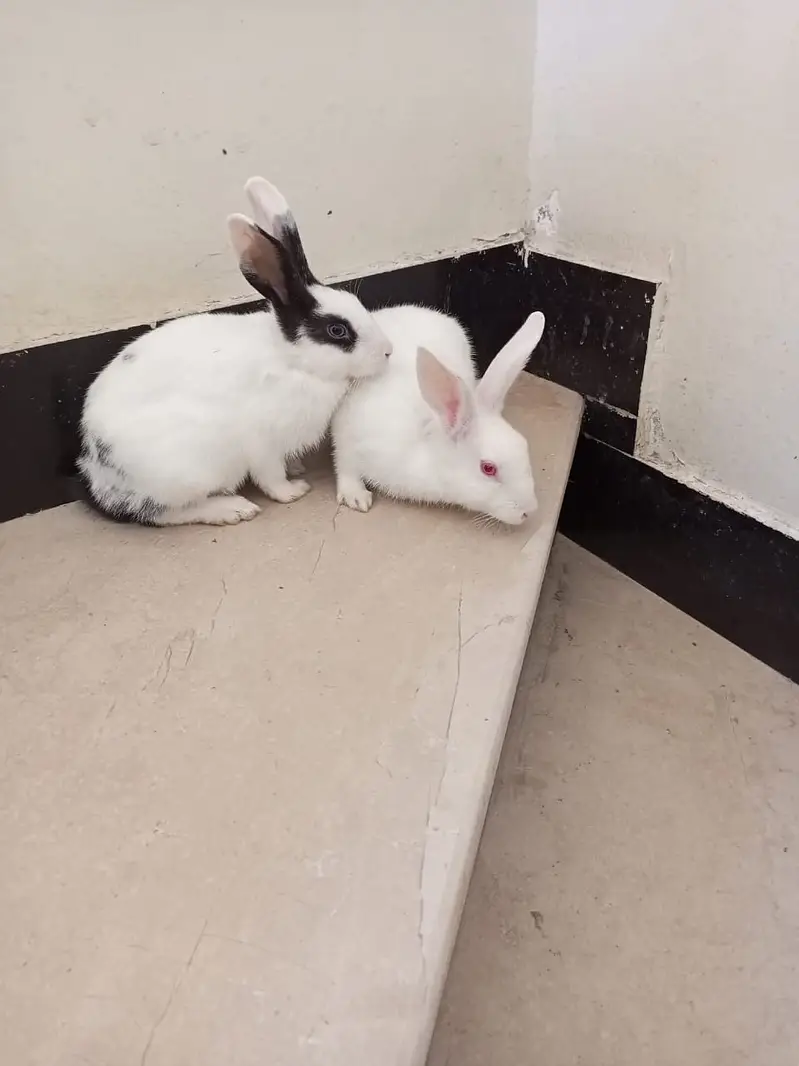 Rabbit Breeder Pair — photo 2