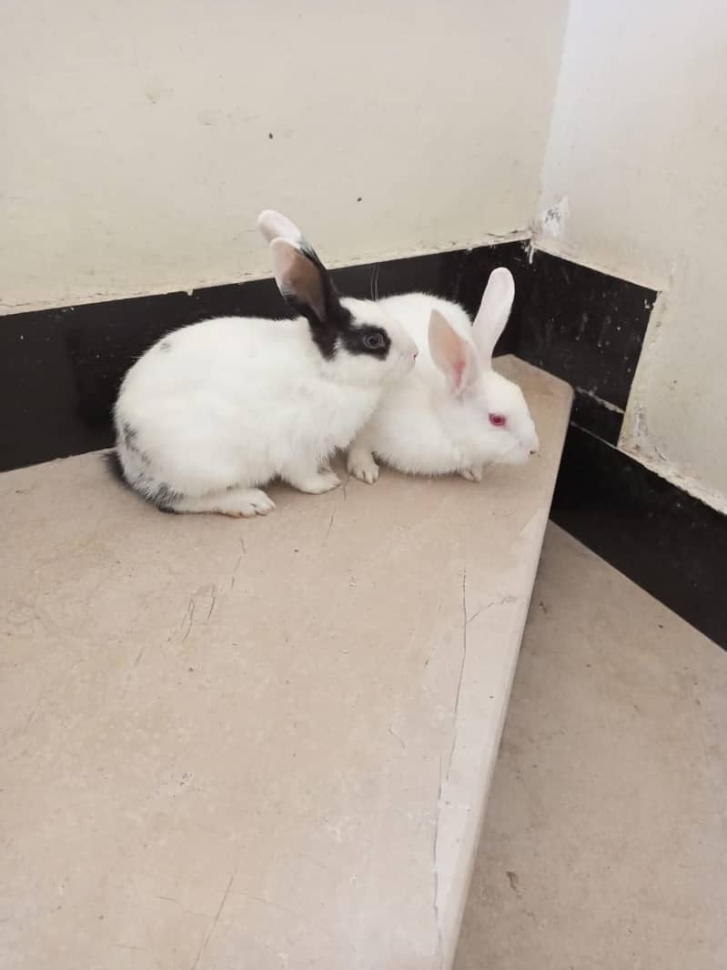 Rabbit Breeder Pair 2